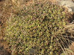 Euphorbia pulvinata
