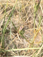 Chloropyron maritimum canescens