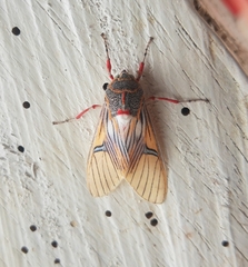 Idalus erythronota