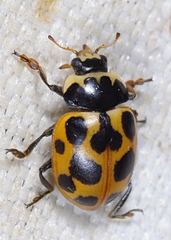 Ceratomegilla notata