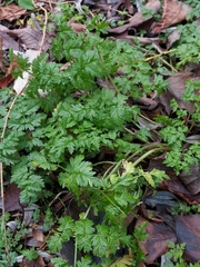 Plasmopara chaerophylli