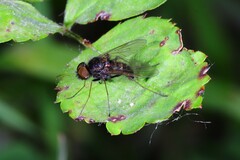 Chrysopilus proximus