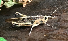 Acanthacris ruficornis