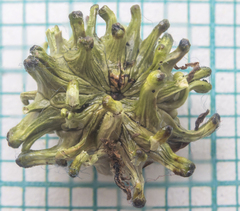 Andricus grossulariae