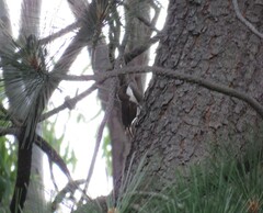 Pygarrhichas albogularis