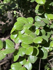 Luma apiculata