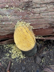 Diospyros morrisiana