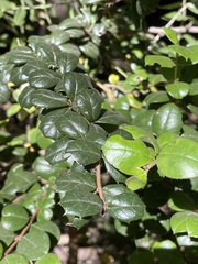 Luma apiculata