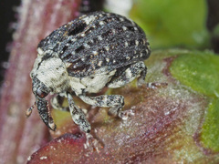 Cionus scrophulariae