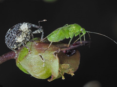 Cionus scrophulariae