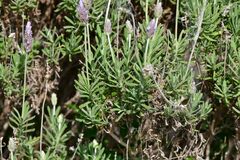 Lavandula dentata