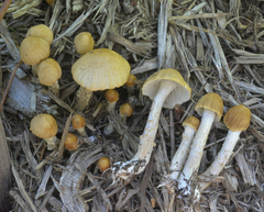 Agrocybe