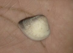 Anomalocardia flexuosa