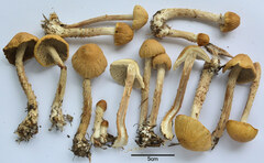 Agrocybe