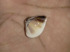 Anomalocardia flexuosa