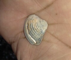 Anomalocardia flexuosa