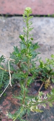 Lepidium bipinnatifidum