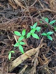 Tetrastigma hemsleyanum