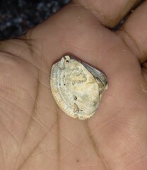 Anomalocardia flexuosa