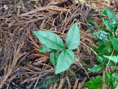 Tetrastigma hemsleyanum