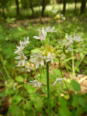 Allium canadense