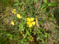Ranunculus sardous