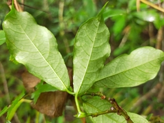 Ficus formosana
