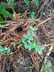 Damnacanthus indicus