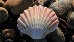 Pecten