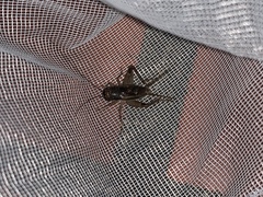 Velarifictorus aspersus