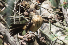 Laniarius ferrugineus