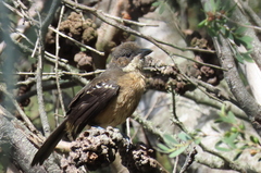 Laniarius ferrugineus