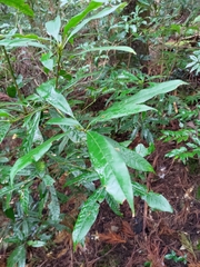 Lithocarpus brevicaudatus