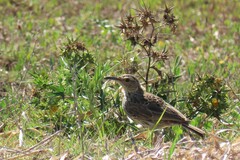 Certhilauda curvirostris