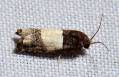 Epiblema tripartitana