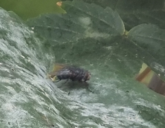 Calliphora vicina