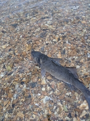 Dicentrarchus labrax