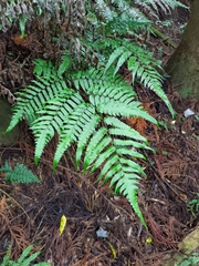 Gymnosphaera podophylla