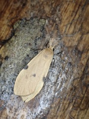 Archithosia costimacula