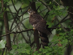 Hierococcyx sparverioides