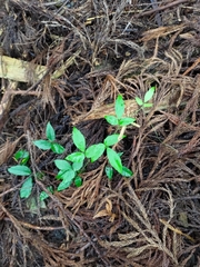 Tetrastigma hemsleyanum