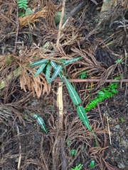 Gardneria multiflora