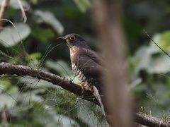 Hierococcyx sparverioides