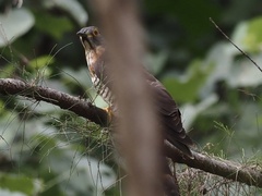 Hierococcyx sparverioides