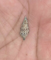 Cerithium atratum