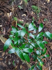 Cinnamomum subavenium