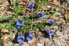 Gentiana clusii