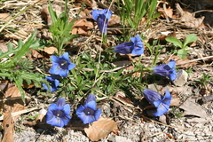 Gentiana clusii