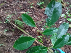 Turpinia formosana