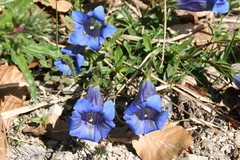Gentiana clusii